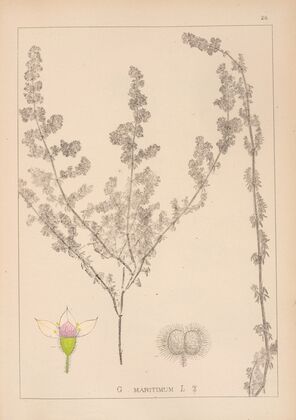 Herbier de la flore française Pl.0605