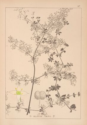 Herbier de la flore française Pl.0606