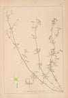 Herbier de la flore française Pl.0607
