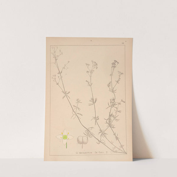 Herbier de la flore française Pl.0607 by Louis Antoine Cusin