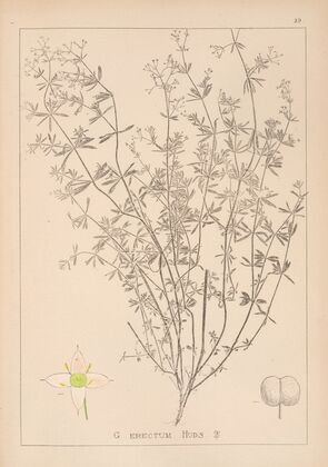 Herbier de la flore française Pl.0608
