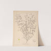 Herbier de la flore française Pl.0608 by Louis Antoine Cusin