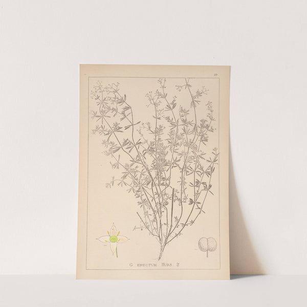 Herbier de la flore française Pl.0608 by Louis Antoine Cusin
