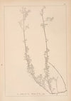 Herbier de la flore française Pl.0609