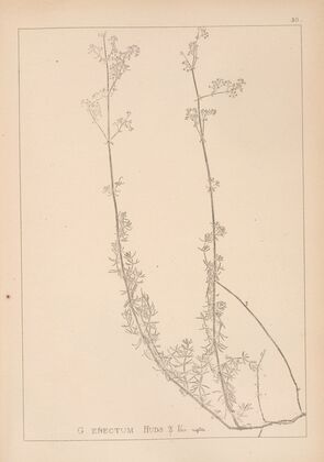 Herbier de la flore française Pl.0609