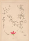 Herbier de la flore française Pl.0612