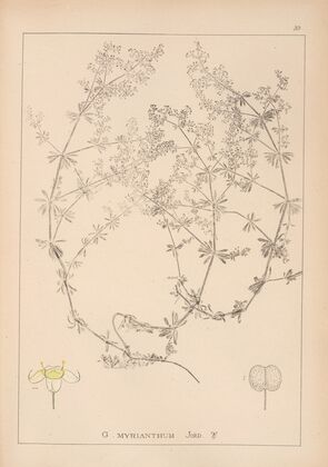 Herbier de la flore française Pl.0615