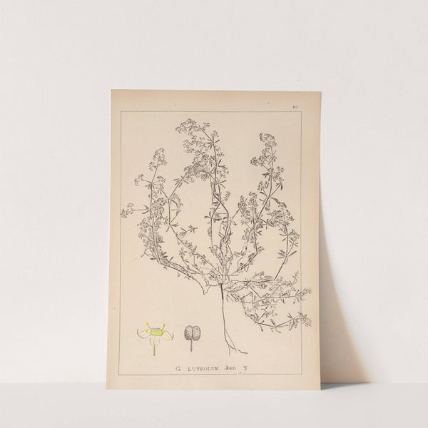 Herbier de la flore française Pl.0616 by Louis Antoine Cusin