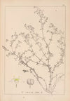 Herbier de la flore française Pl.0618