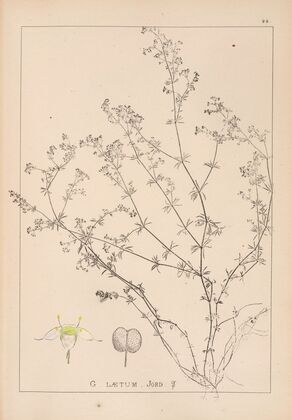 Herbier de la flore française Pl.0618