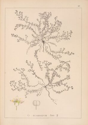 Herbier de la flore française Pl.0619