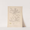 Herbier de la flore française Pl.0619 by Louis Antoine Cusin