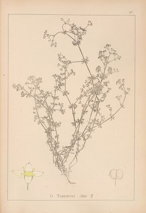 Herbier de la flore française Pl.0620