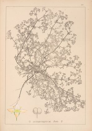 Herbier de la flore française Pl.0622