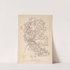 Herbier de la flore française Pl.0622 by Louis Antoine Cusin