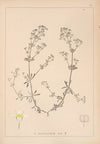 Herbier de la flore française Pl.0623