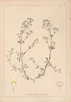 Herbier de la flore française Pl.0623