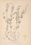Herbier de la flore française Pl.0624