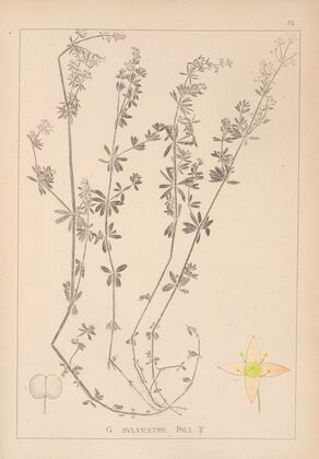 Herbier de la flore française Pl.0624