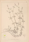 Herbier de la flore française Pl.0625