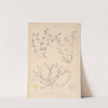 Herbier de la flore française Pl.0626 by Louis Antoine Cusin
