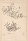 Herbier de la flore française Pl.0627