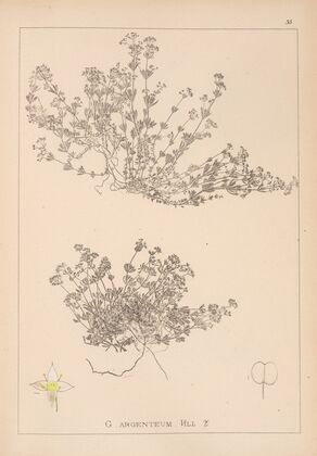 Herbier de la flore française Pl.0627