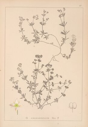 Herbier de la flore française Pl.0629