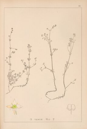 Herbier de la flore française Pl.0630