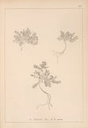 Herbier de la flore française Pl.0631
