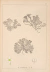 Herbier de la flore française Pl.0632