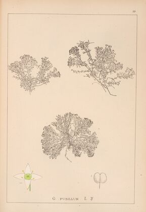 Herbier de la flore française Pl.0632
