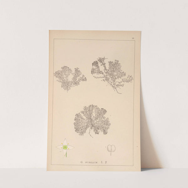 Herbier de la flore française Pl.0632 by Louis Antoine Cusin