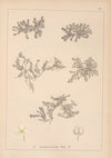 Herbier de la flore française Pl.0633
