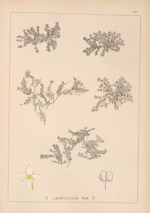 Herbier de la flore française Pl.0633