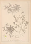 Herbier de la flore française Pl.0635
