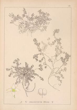 Herbier de la flore française Pl.0635