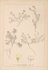 Herbier de la flore française Pl.0636
