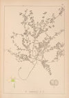 Herbier de la flore française Pl.0638