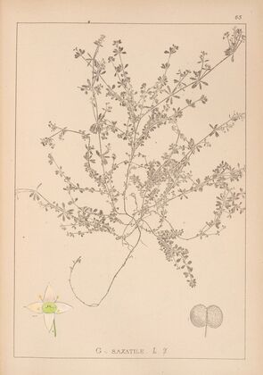 Herbier de la flore française Pl.0638