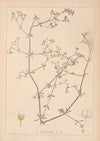 Herbier de la flore française Pl.0639
