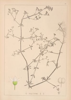 Herbier de la flore française Pl.0639