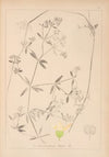 Herbier de la flore française Pl.0640
