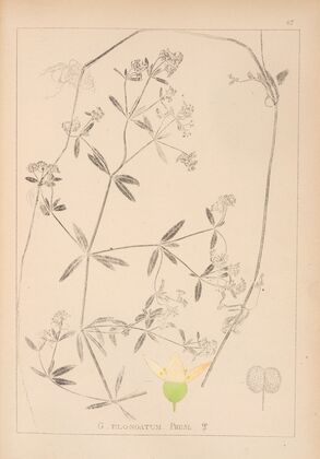 Herbier de la flore française Pl.0640