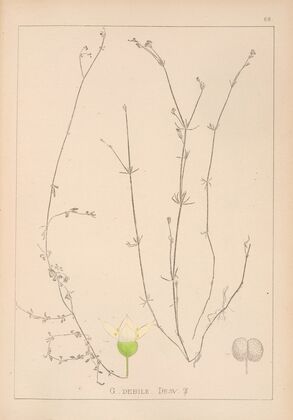 Herbier de la flore française Pl.0641
