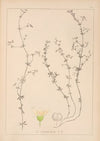 Herbier de la flore française Pl.0642