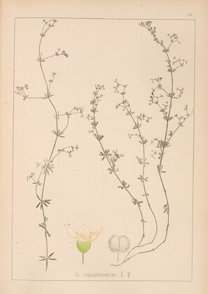 Herbier de la flore française Pl.0642