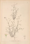 Herbier de la flore française Pl.0644