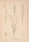 Herbier de la flore française Pl.0645