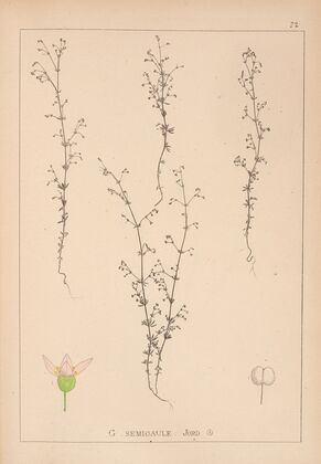 Herbier de la flore française Pl.0645